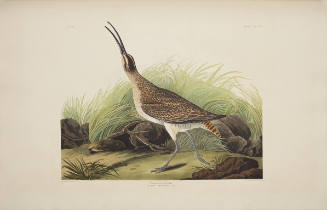 Hudsonian Curlew