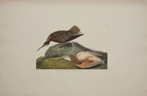 Esquimaux Curlew