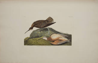 Esquimaux Curlew