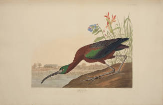 Glossy Ibis