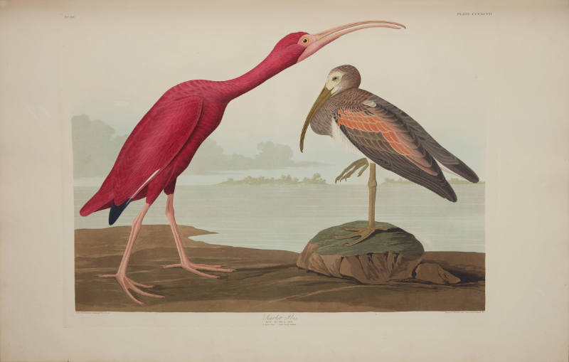 Scarlet Ibis
