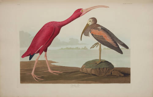 Scarlet Ibis