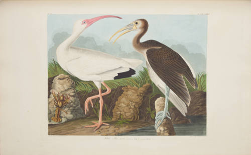 White Ibis
