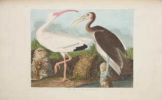 White Ibis
