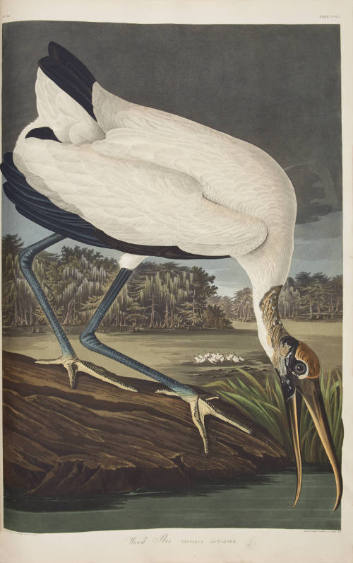 Wood Ibis