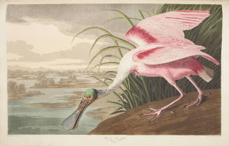 Roseate Spoonbill