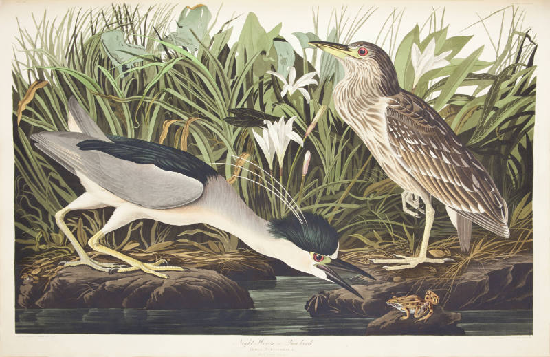 Night Heron or Qua Bird
