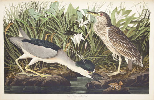 Night Heron or Qua Bird
