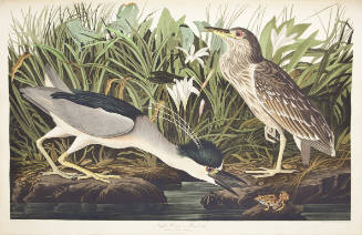 Night Heron or Qua Bird