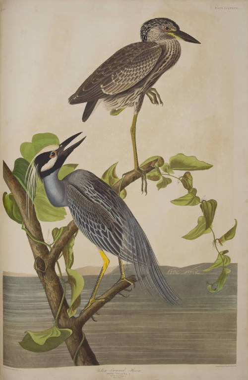 Yellow-Crowned Heron