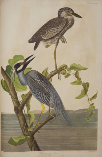 Yellow-Crowned Heron