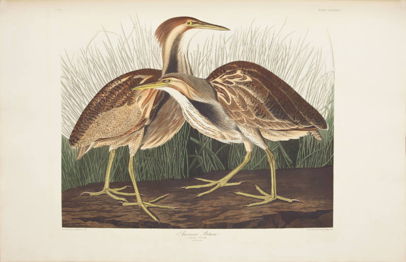 American Bittern