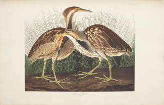 American Bittern