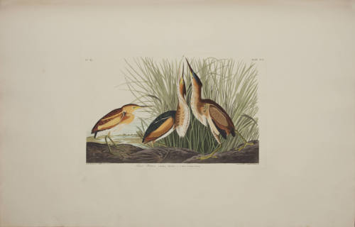 Least Bittern