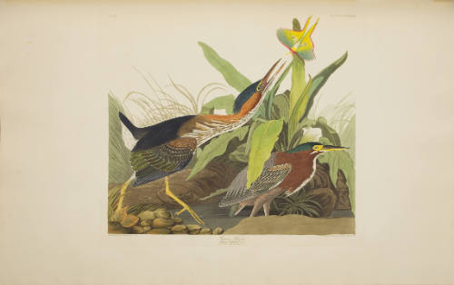 Green Heron