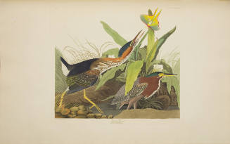 Green Heron