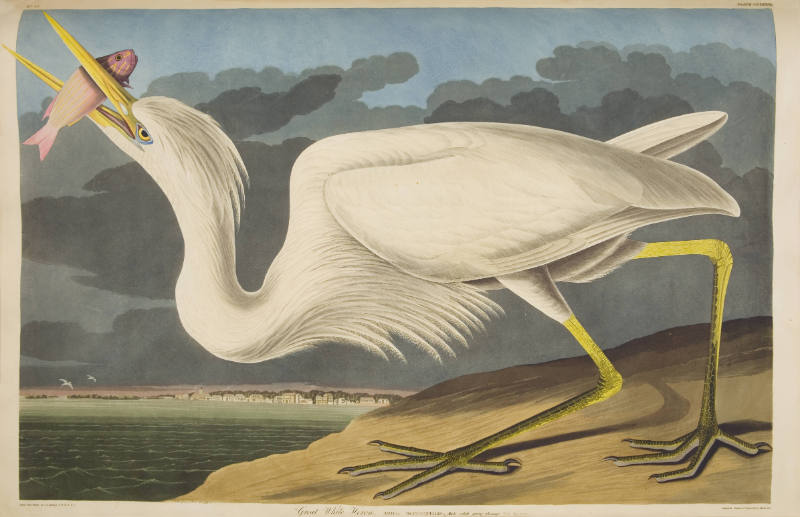 Great White Heron
