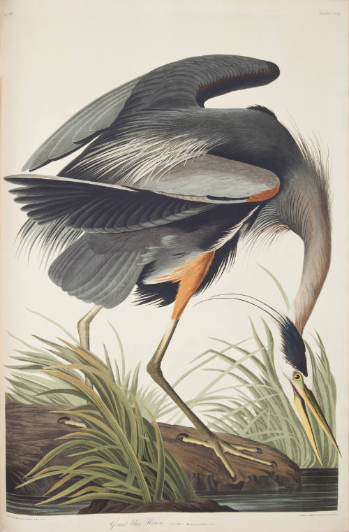Great Blue Heron
