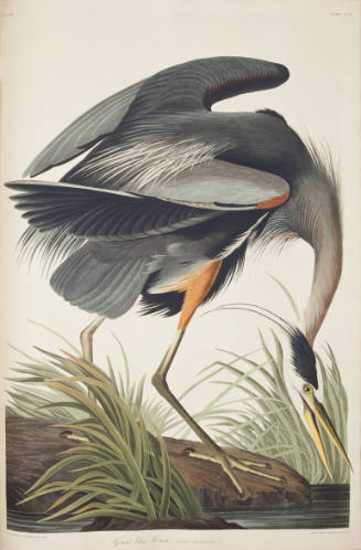 Great Blue Heron