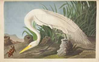 White Heron