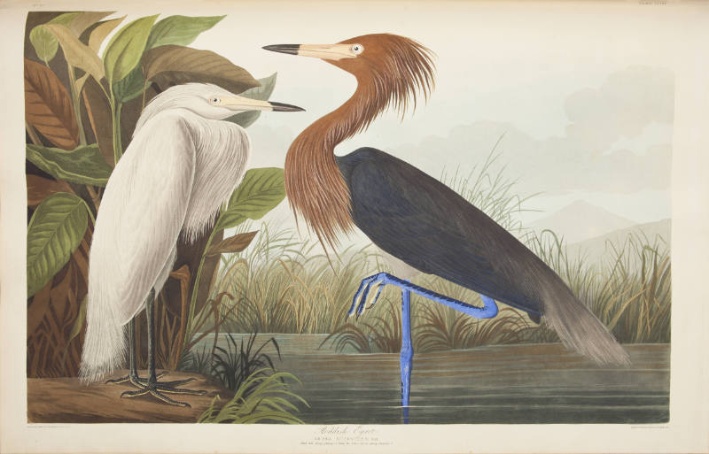 Reddish Egret