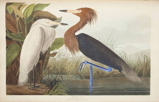 Reddish Egret