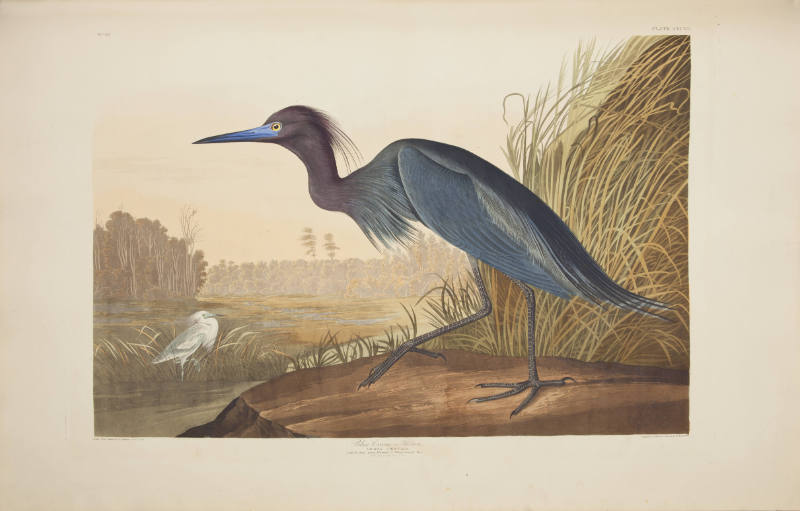 Blue Crane or Heron