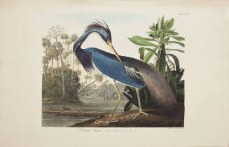 Louisiana Heron