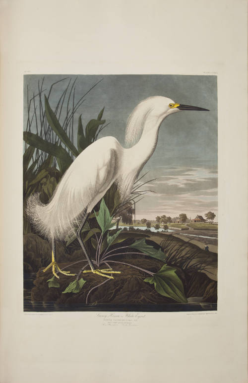 Snowy Heron or White Egret