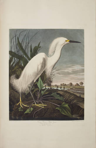 Snowy Heron or White Egret