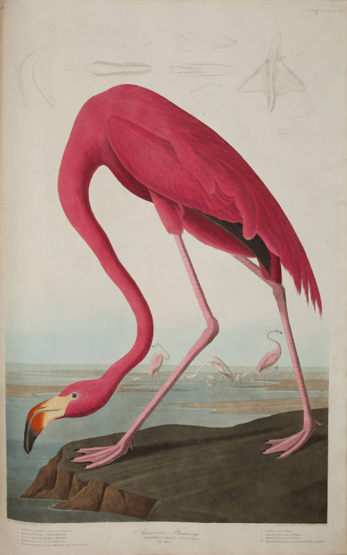 American Flamingo