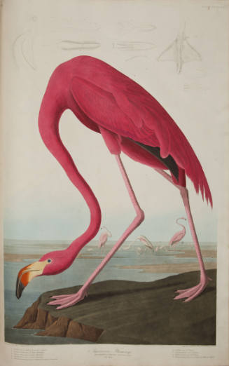 American Flamingo