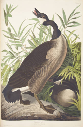 Canada Goose