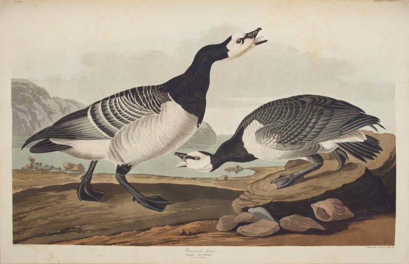 Barnacle Goose