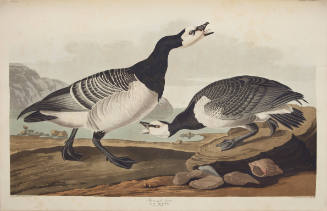 Barnacle Goose