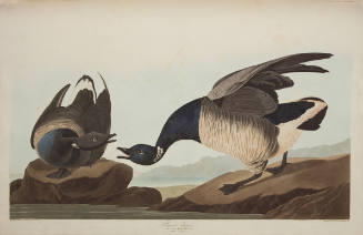 Brant Goose