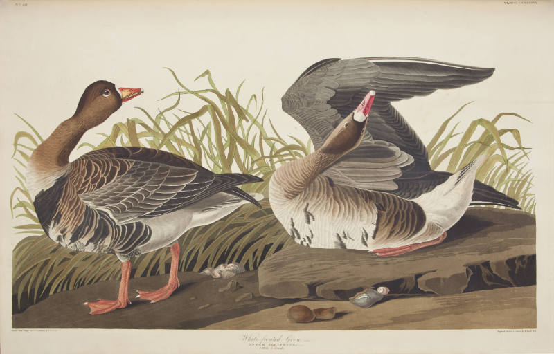 White-fronted Goose