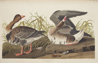 White-fronted Goose