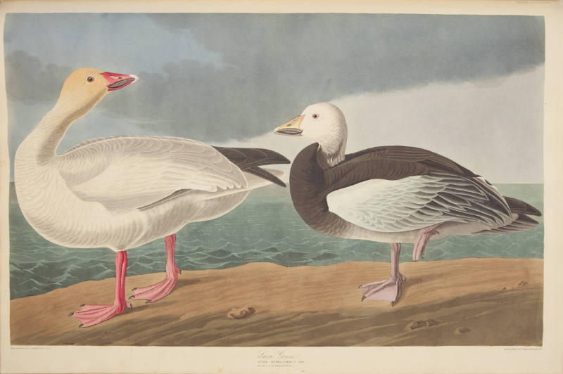 Snow Goose