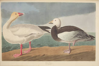 Snow Goose