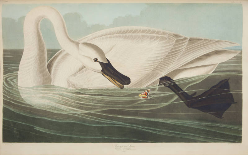 Trumpeter Swan