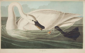 Trumpeter Swan