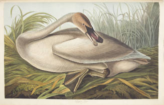 Trumpeter Swan