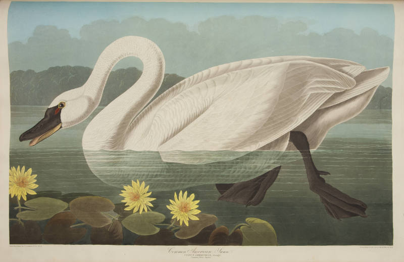 Common American Swan