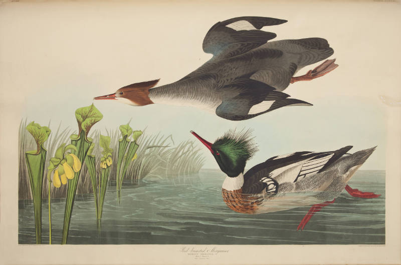 Red-breasted Merganser