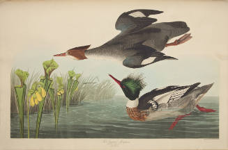 Red-breasted Merganser