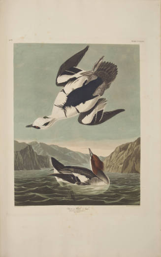 Smew or White Nun