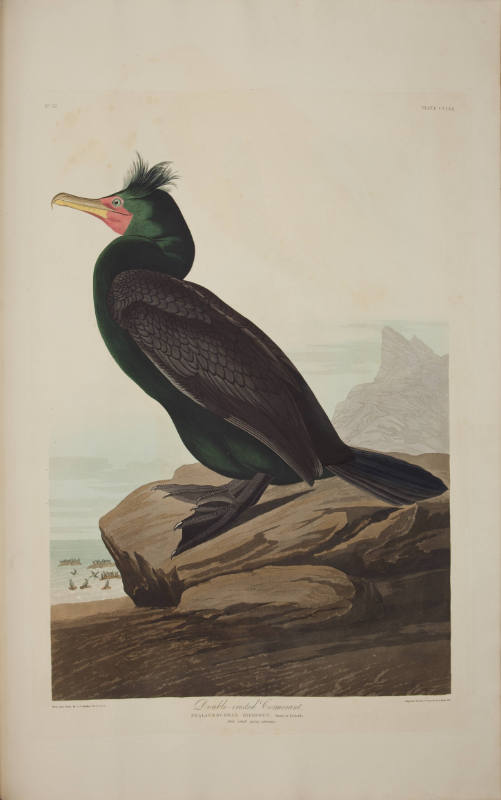 Double-crested Cormorant