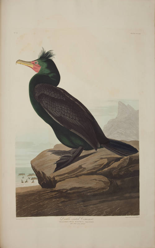Double-crested Cormorant
