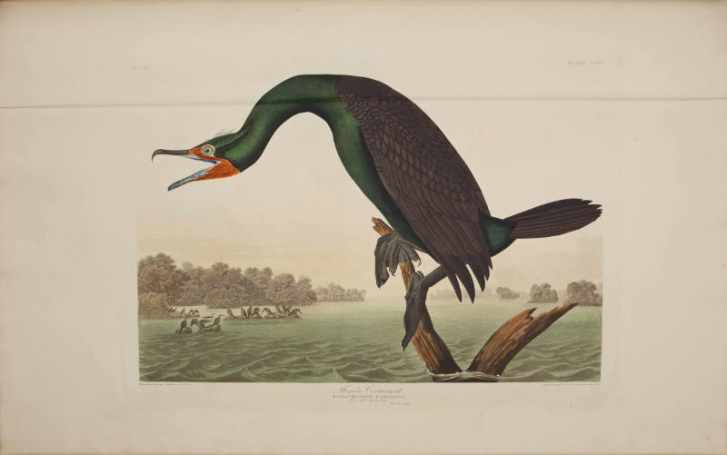 Florida Cormorant